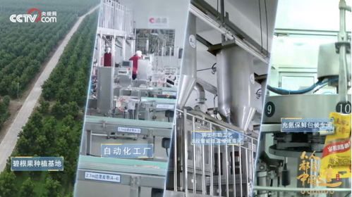 央视点赞洽洽透明工厂，数字技术赋能坚果冠军的硬核实力
